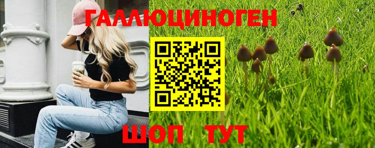 Осинники  Псилоцибиновые грибы GOLDEN TEACHER  Галлюциногенные грибы прущие грибы  Вход с VPN 